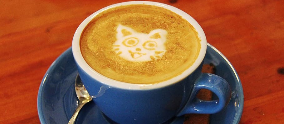 猫カフェリスト catcafe list