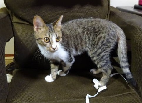 猫紹介】キジトラシロちゃん/渋谷区動物愛護推進ネットワーク/渋谷