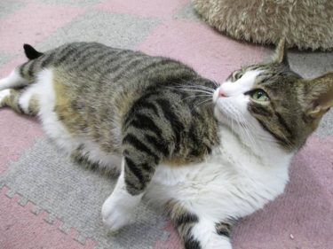 猫紹介】キジトラシロちゃん/渋谷区動物愛護推進ネットワーク/渋谷