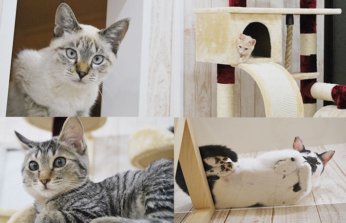 猫カフェ紹介】にゃんくる/蒲田